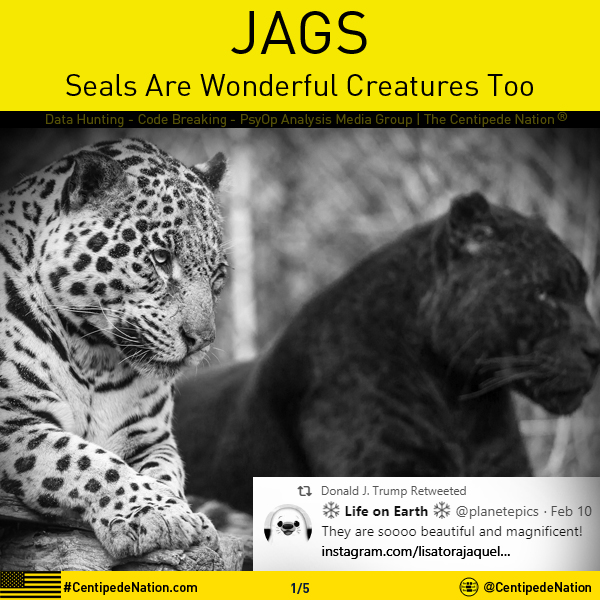 JAGS – Seals Are Wonderful Creatures Too